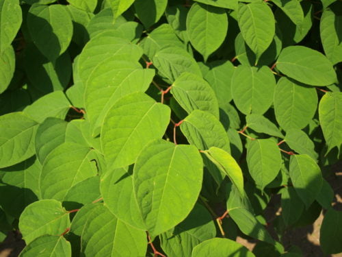 Japanese-knotweed-Max-Wade-500x375